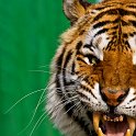 slides/_MG_7278.jpg wildlife, feline, big cat, cat, predator, fur, marking, amur, siberian, tiger, fang WBCW29 - Amur Tiger